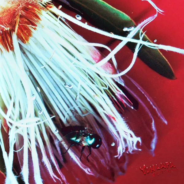 album cover art of Velvet Petals by YONLAPA
